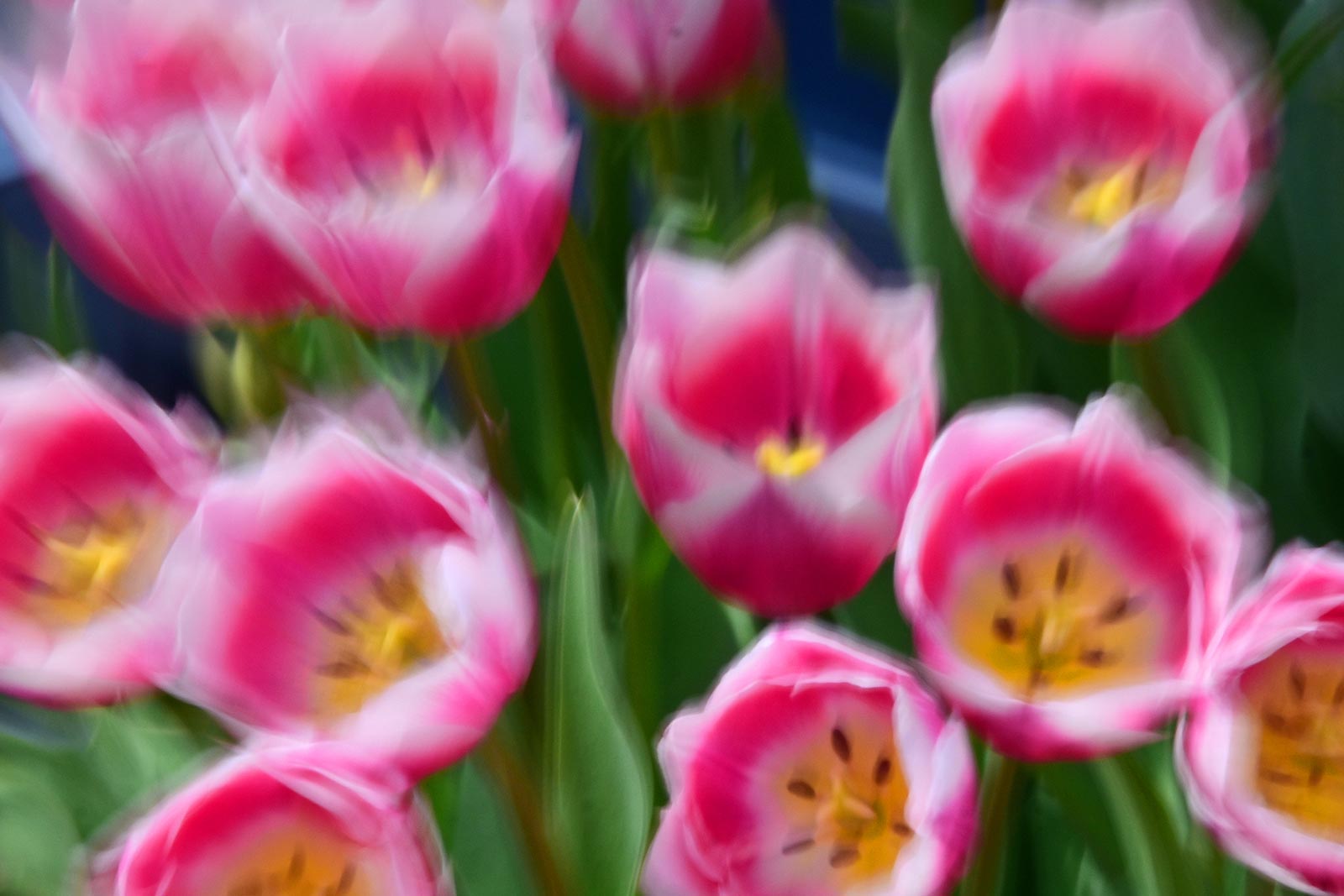 Flower 花・植物