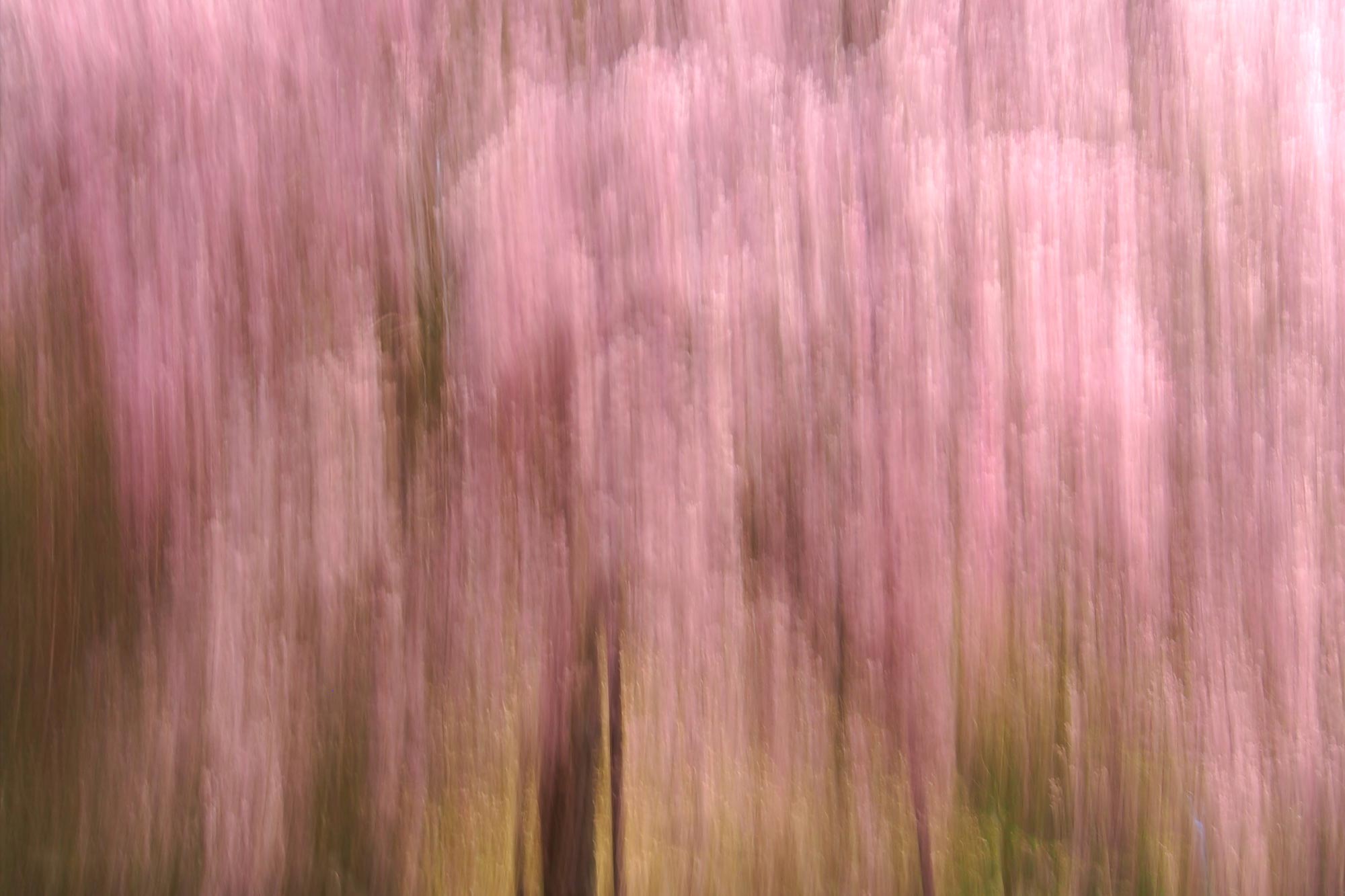 Flower 花・植物